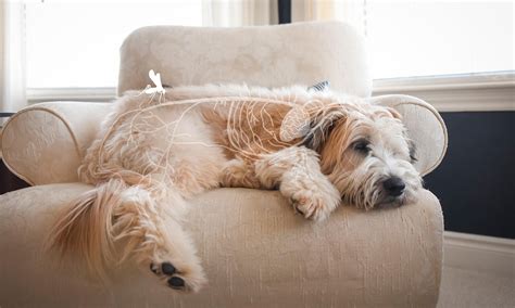 how long does heartworms take to kill a dog
