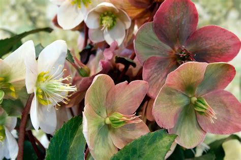 How to Grow and Care for Hellebores - growhappierplants.com