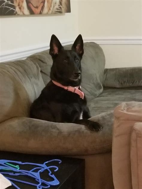 My 5 year old Mal, Keeva. By far the most difficult but rewarding dog I