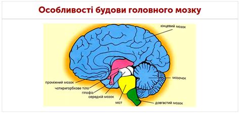 - Спинний та головний мозок