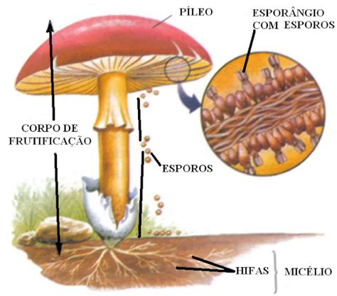 Cogumelo É Um Ser Vivo - JORNAL PONTO COM: MAIOR SER VIVO DO PLANETA O maior organismo vivo do ...