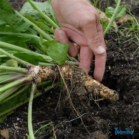 huong  cach trong cu cai ngua dung ky thuat