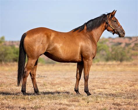 Return to the Remuda Sale - 6666 Ranch
