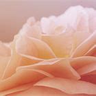 zart 1 Foto & Bild | natur, pflanzen, rosen Bilder auf fotocommunity