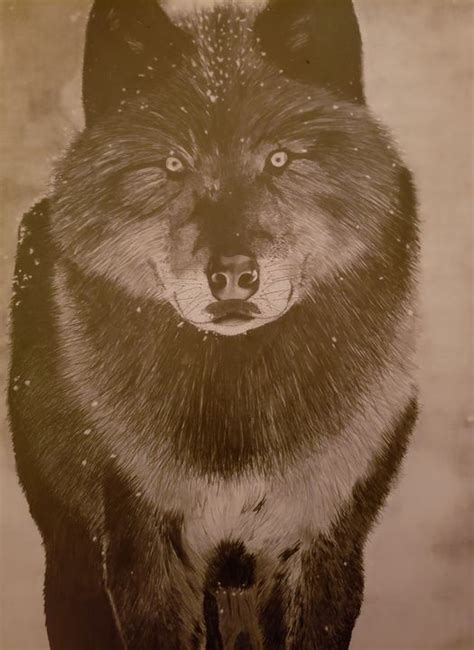 Black Wolf Pencil Drawing