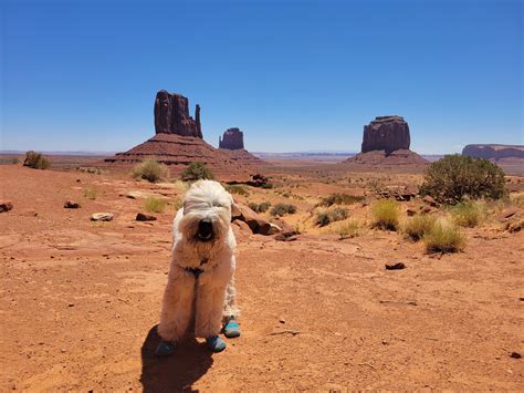 This is Chumlee. He's 13 today! : r/Wheatens