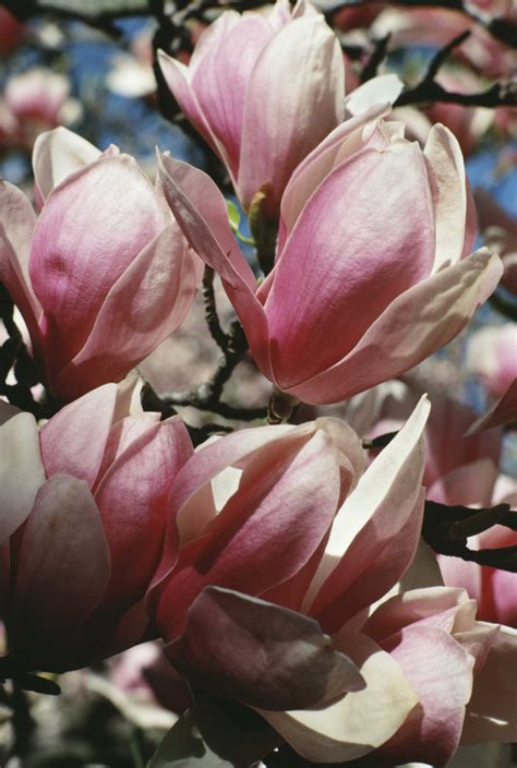 What Is the Magnolia's Scientific Name?