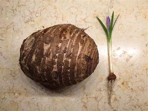corm plants examples   philippines