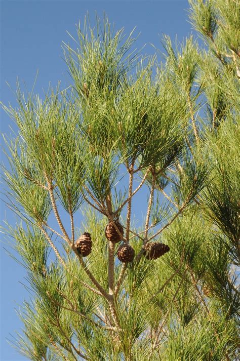 Pinus eldarica - Изображение особи - Плантариум