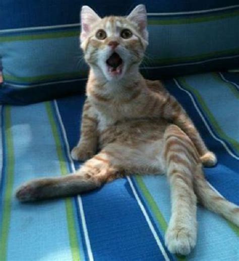 16 Hilarious Pictures of Cats Making Weird Faces - We Love Cat and Kittens