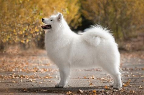 Scientists Uncover Secrets of Extinct "Wooly Dog" Breed | PetGuide