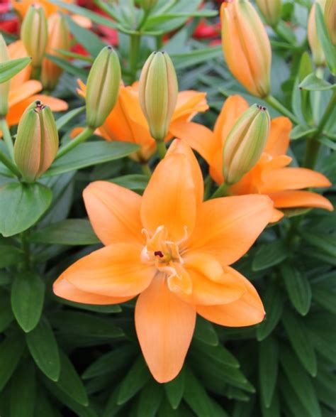 Tiny Double Dutch | Onings Holland Flowerbulbs