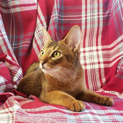 Abissinian Cat | Iriska