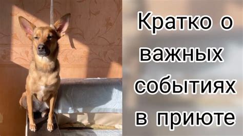 Кратко о важных событиях в приюте. Приют для животных - YouTube
