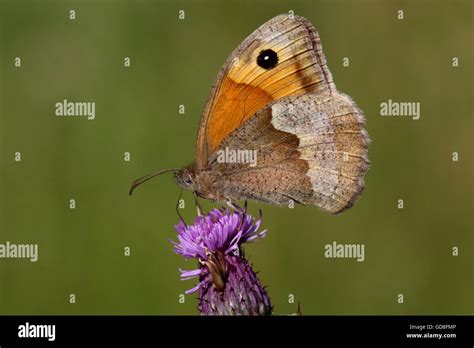 Meadow Brown Butterfly Stock Photo - Alamy