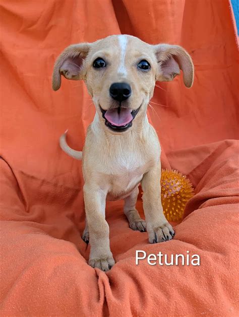 Humane Society Of San Bernardino Valley in San Bernardino, CA