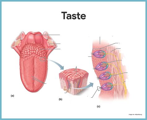 Taste buds Diagram | Quizlet