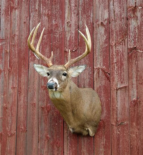 This handsome buck... - Wandering Trails Taxidermy by Ashley | Facebook