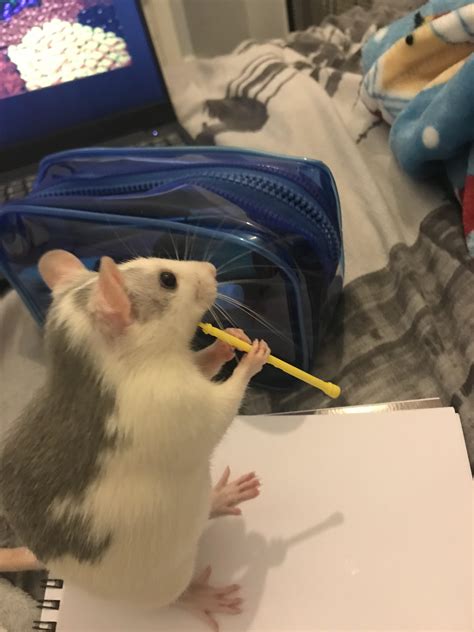 She play the flute : RATS