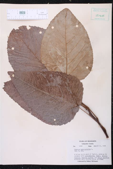 [Specimen details] / Plant Atlas