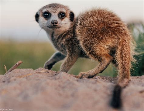 Desert Meerkat