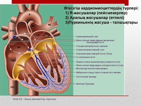Жүрек-қан тамырлар жүйесі - презентация онлайн