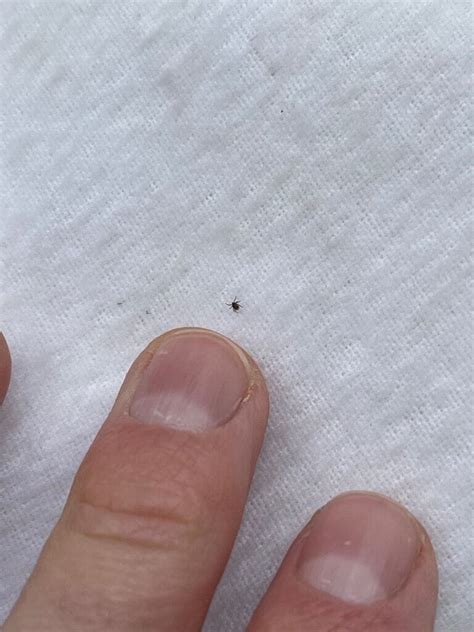 It's Tick Nymph Season | Jackson County Vector Control District