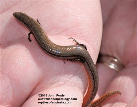 robust mulch slider lerista terdigitata