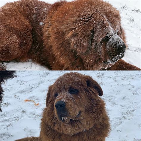 tibetan mastiff  canada breeder  rare tibetan mastiffs dogs puppies