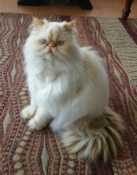 Gato Persa E Himalaia