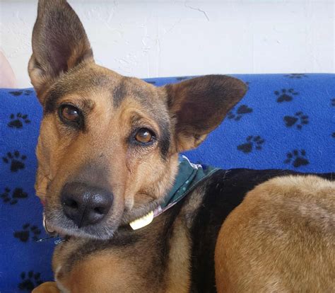 Dogs Available For Adoption Now – TUCSON RESCUE NOW