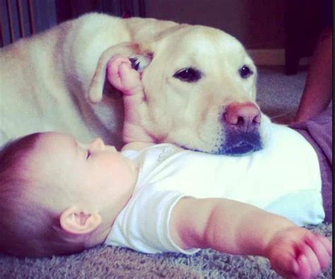 Adopted - Bexley - Yellow Lab In Indianapolis - Pet Rehoming Network