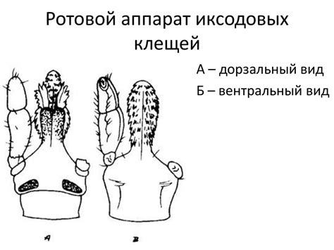 Клещи (акариды): введение. Отряд Паразитиформные клещи. Болезни ...