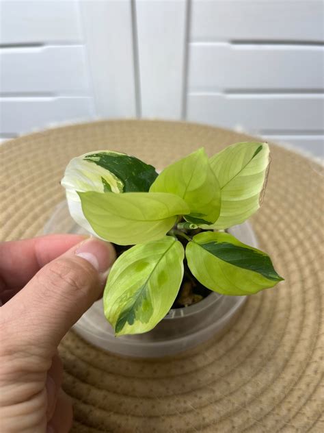 Maranta Variegated (Prayer Plant) #3 – SOUL PLANT