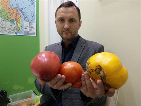 Сибирская коллекция семян. Собираем урожай. Заказать семена можно на ...