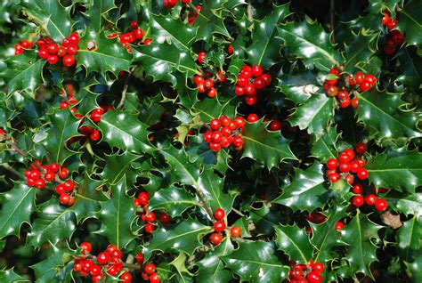 Evergreen Holly bush with red berries | Shade garden design, Holly bush ...