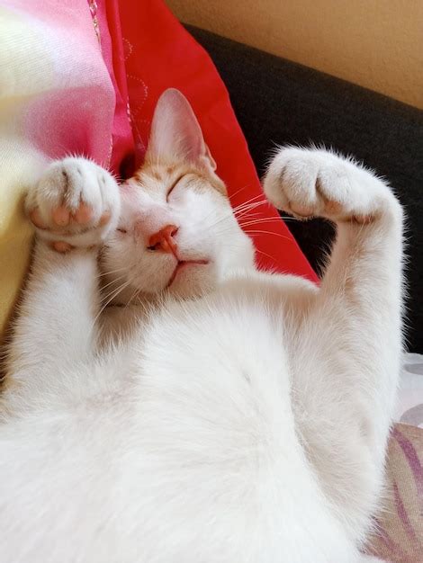 Premium Photo | Whisker