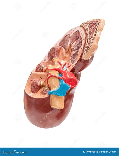 Section to a human kidney stock image. Image of blue - 107588055