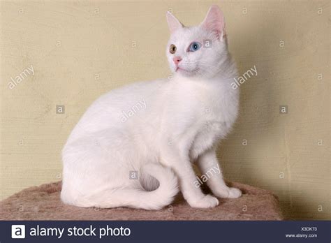 Anatolian Cat High Resolution Stock Photography and Images - Alamy