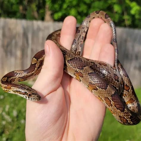 Slowinski's Corn Snake: Meet This Spectacular Chocolaty Species!