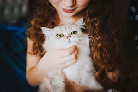 human cat relationship  years  research petslife dog training