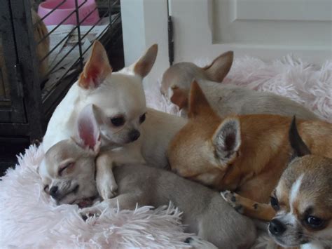 Chihuahua fokker (@Ansangels) | Twitter