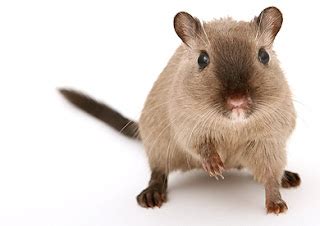 Gerbil