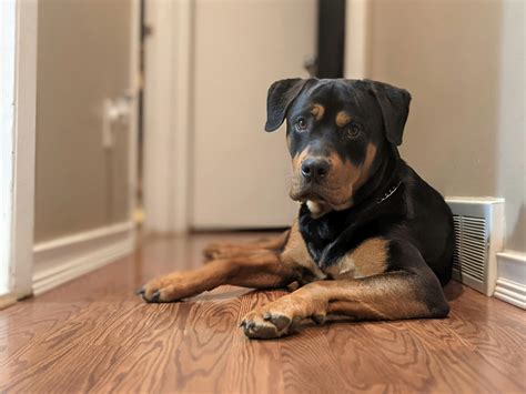 Are Rottweilers Good for First Time Owners: A Helpful Guide