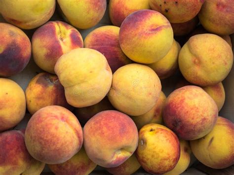 backdrop  stacked yellow red peaches stock image image  garden