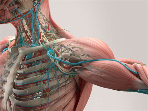 Introduction to Anatomy - Friar Summer Camps