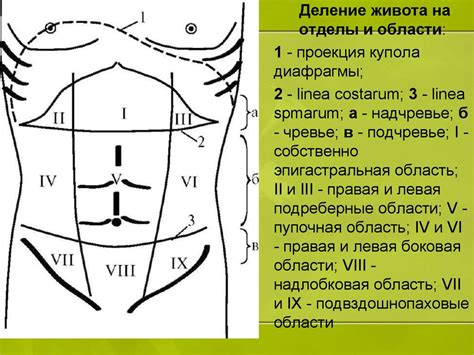 Топография переднебоковой стенки живота - презентация онлайн