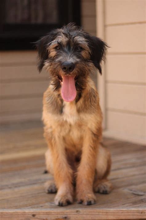 national mutt day  reasons  mixed breed dogs  awesome scruffy