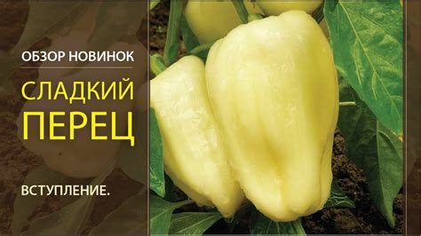 Обзор новинок. Сладкий перец. Вступление. - YouTube