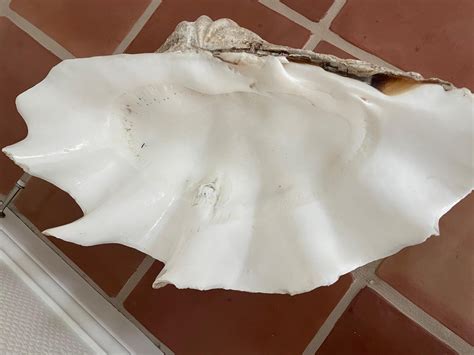 Gigas Tridacna Large Shell For Sale at 1stDibs